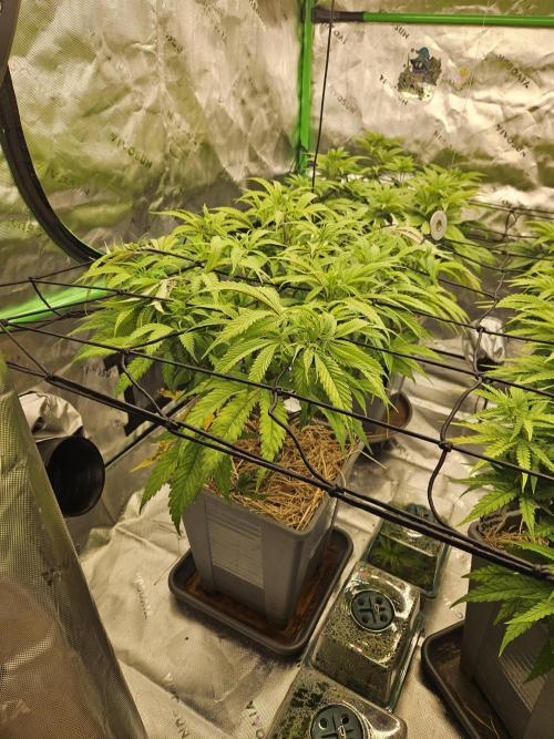 Midnight Lemonade - HNNY HMP. Week 7