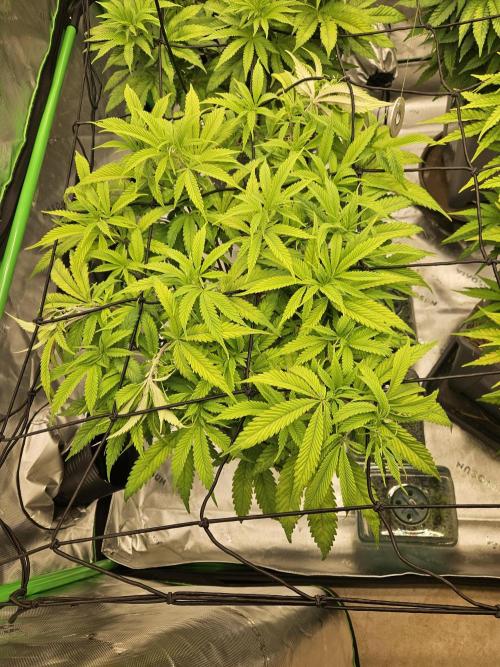 Midnight Lemonade - HNNY HMP. Week 7