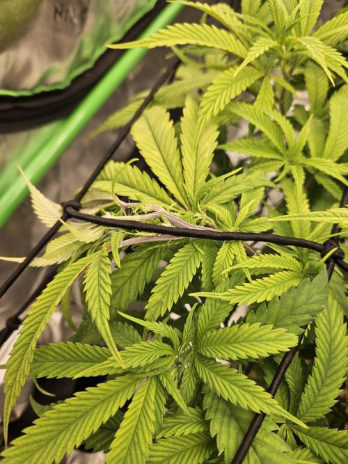 Midnight Lemonade - HNNY HMP. Week 7