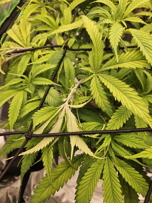 Midnight Lemonade - HNNY HMP. Week 7