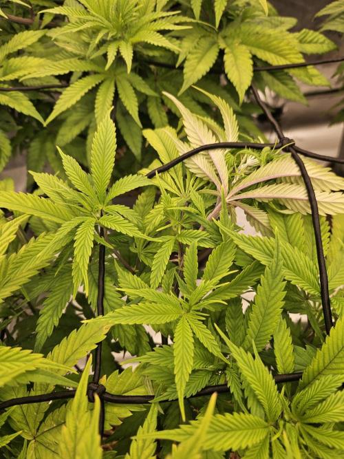 Midnight Lemonade - HNNY HMP. Week 7