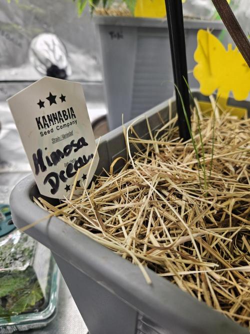 Mimosa Dream - Kannabia. Week 7