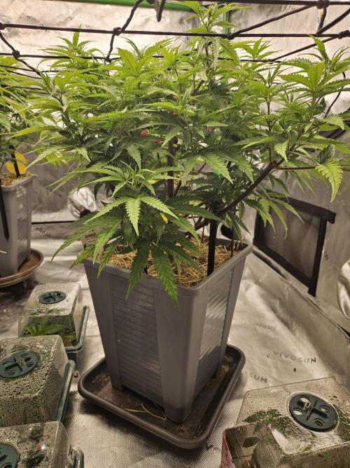 Mimosa Dream - Kannabia. Week 7