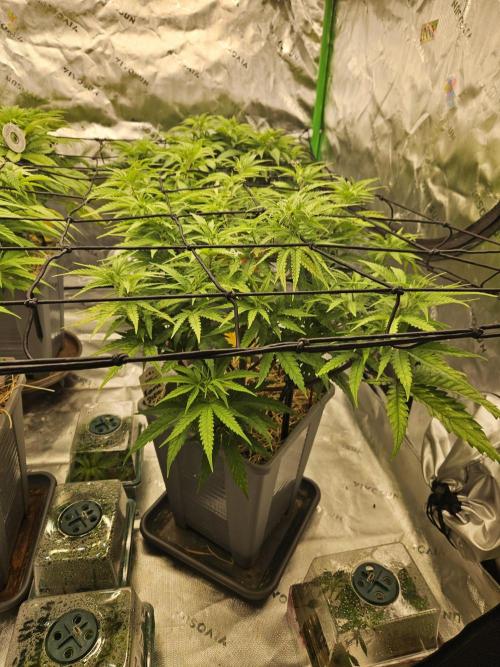 Mimosa Dream - Kannabia. Week 7