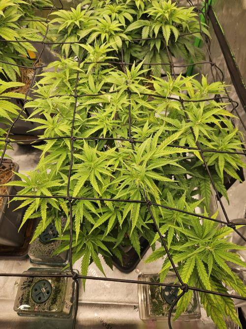 Mimosa Dream - Kannabia. Week 7