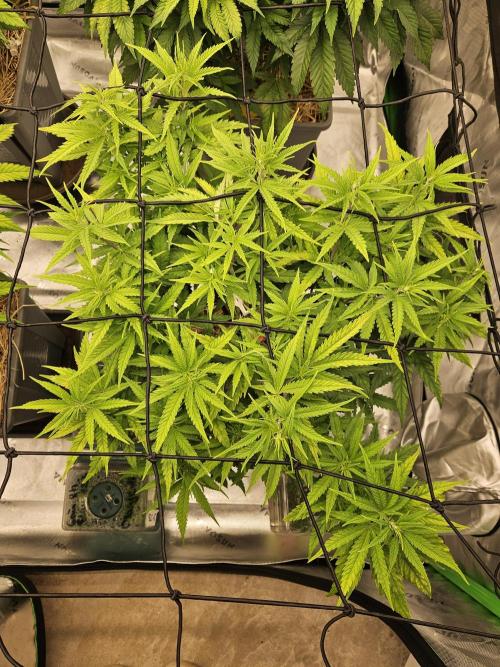 Mimosa Dream - Kannabia. Week 7