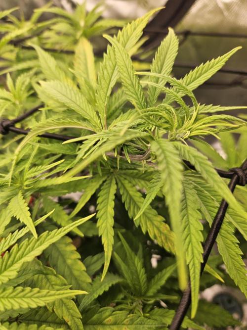 Mimosa Dream - Kannabia. Week 7