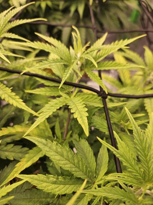 Mimosa Dream - Kannabia. Week 7