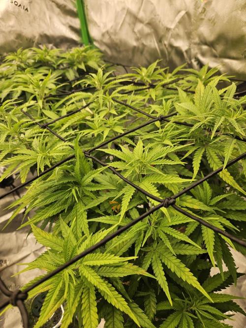 Mimosa Dream - Kannabia. Week 7