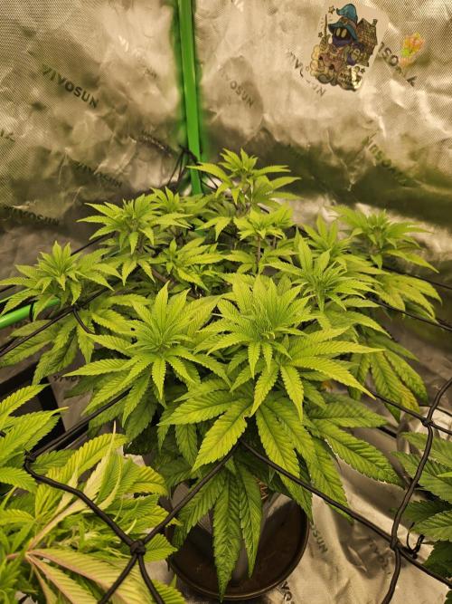 Sugar Cane #2 - In House Genetics. Week 8