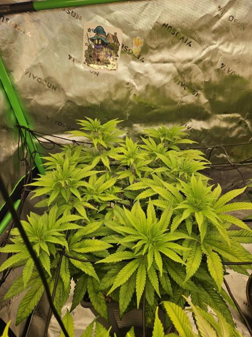 Sugar Cane #2 - In House Genetics. Week 8