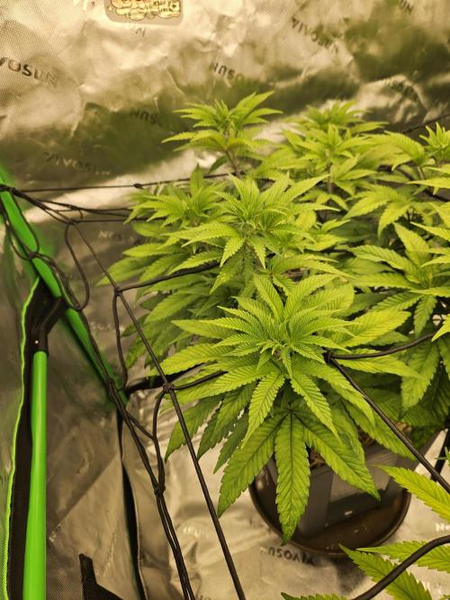 Sugar Cane #2 - In House Genetics. Week 8