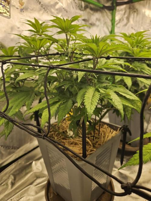 Sugar Cane #2 - In House Genetics. Week 8