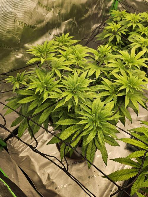 Sugar Cane #2 - In House Genetics. Week 8