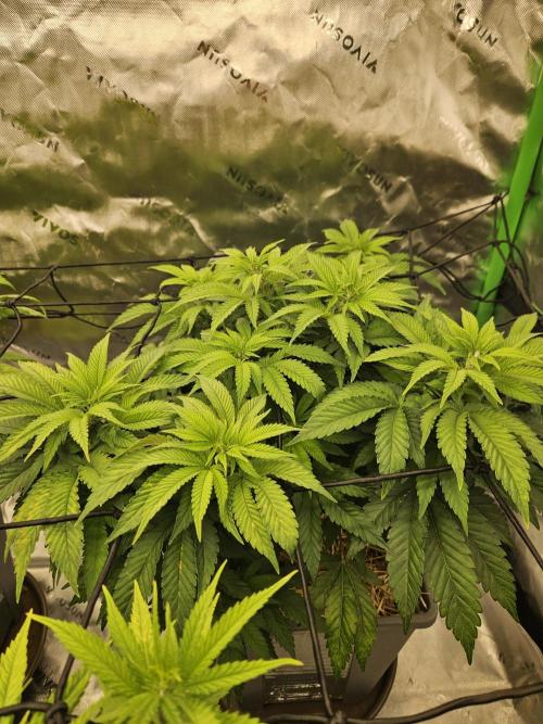 Candy Clouds - Nordkraut. Week 8