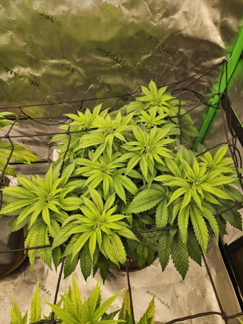 Candy Clouds - Nordkraut. Week 8