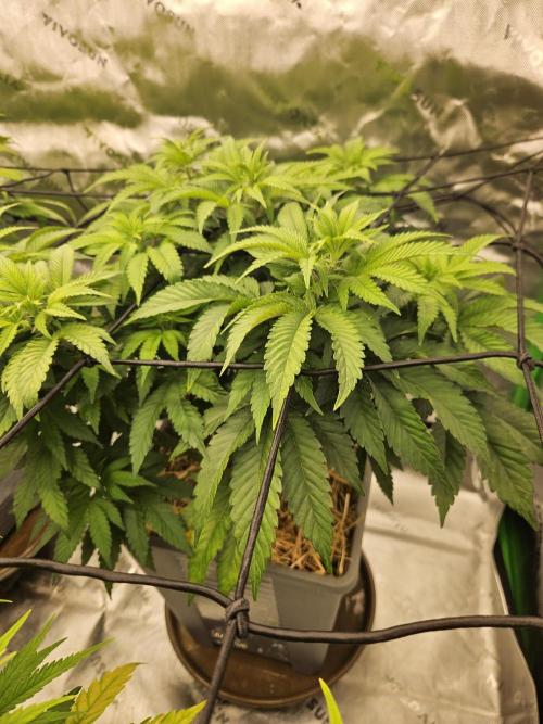 Candy Clouds - Nordkraut. Week 8