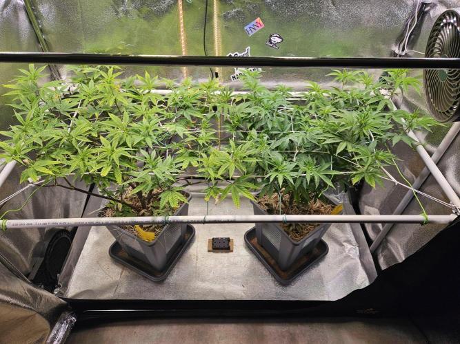 Gas Gimlet #1 & #2 - Wizard Trees. Week 9