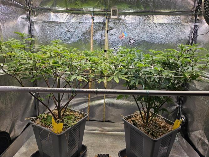 Gas Gimlet #1 & #2 - Wizard Trees. Week 9