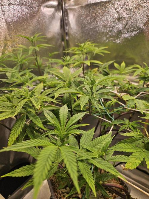 Gas Gimlet #1 & #2 - Wizard Trees. Week 9