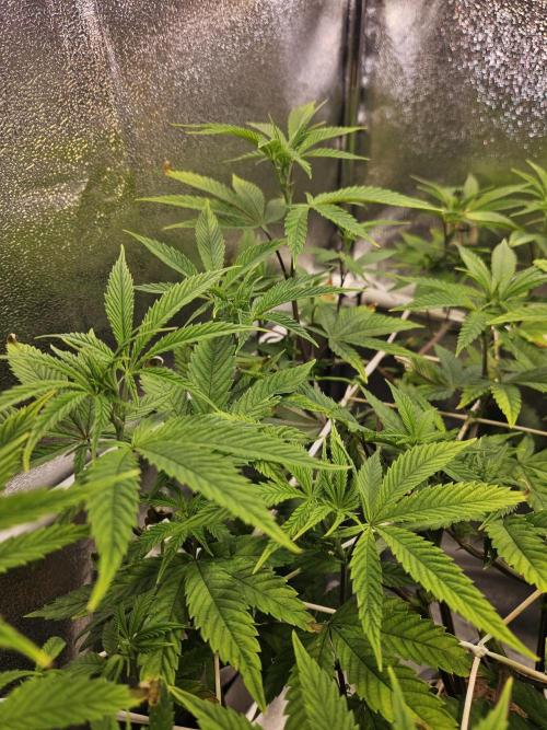 Gas Gimlet #1 & #2 - Wizard Trees. Week 9