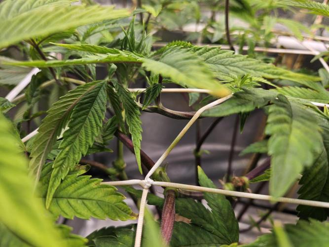 Gas Gimlet #1 & #2 - Wizard Trees. Week 9