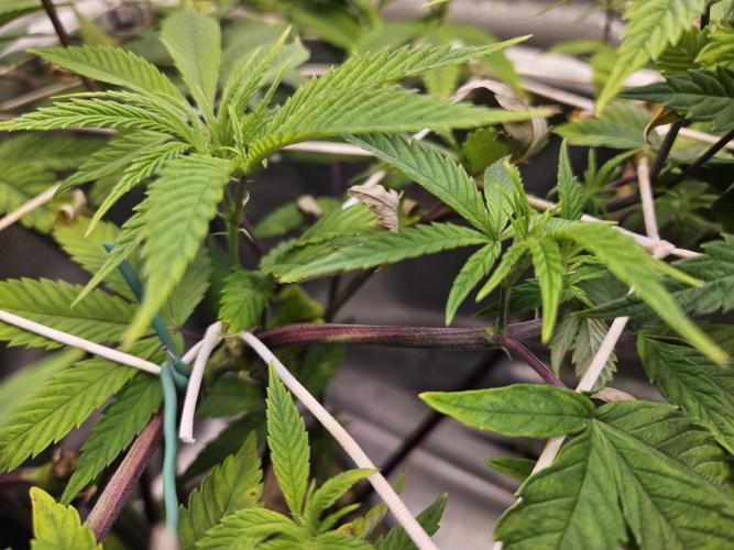 Gas Gimlet #1 & #2 - Wizard Trees. Week 9