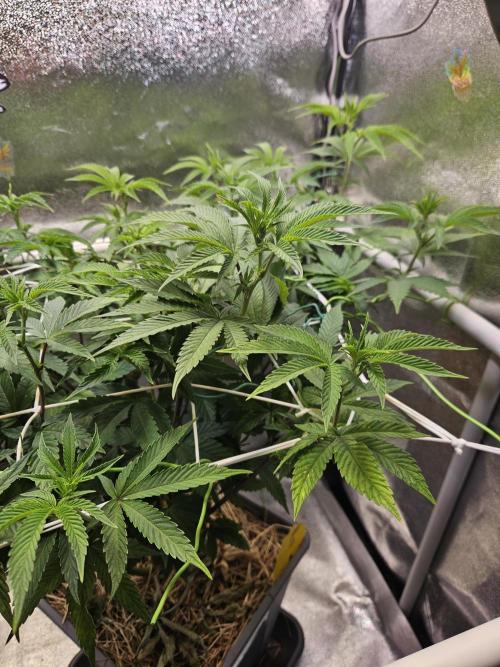 Gas Gimlet #1 & #2 - Wizard Trees. Week 9