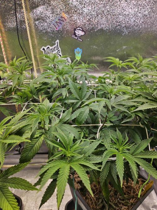 Gas Gimlet #1 & #2 - Wizard Trees. Week 9