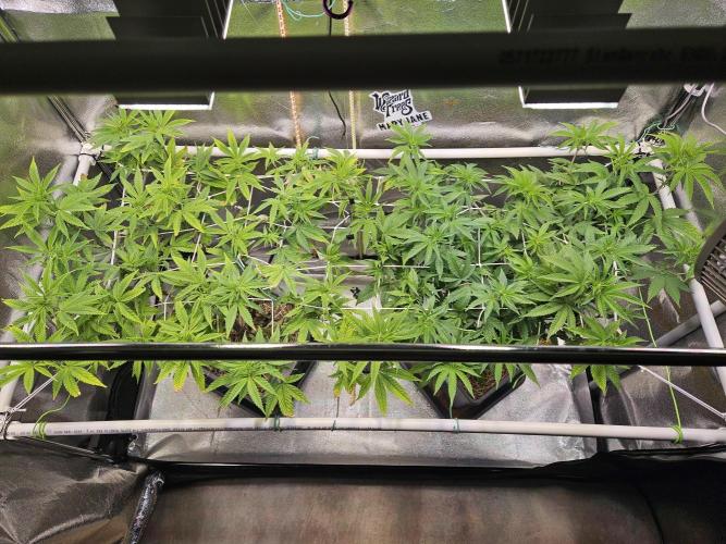 Gas Gimlet #1 & #2 - Wizard Trees. Week 9