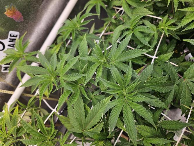 Gas Gimlet #1 & #2 - Wizard Trees. Week 9