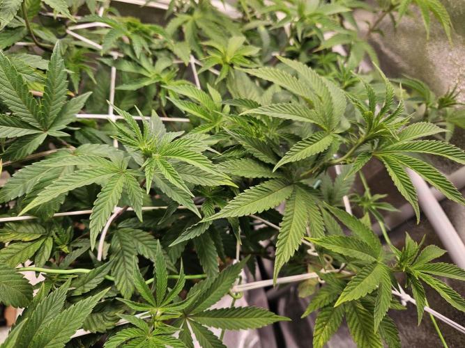 Gas Gimlet #1 & #2 - Wizard Trees. Week 9