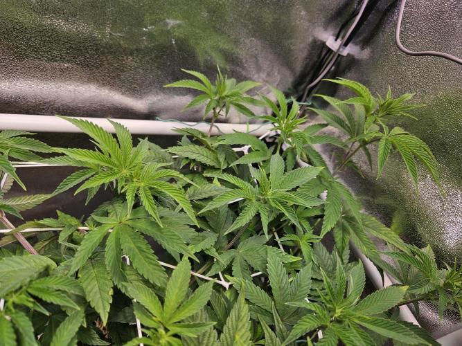 Gas Gimlet #1 & #2 - Wizard Trees. Week 9