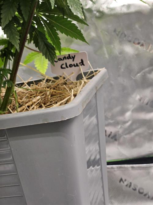 Candy Clouds - Nordkraut. Week 9