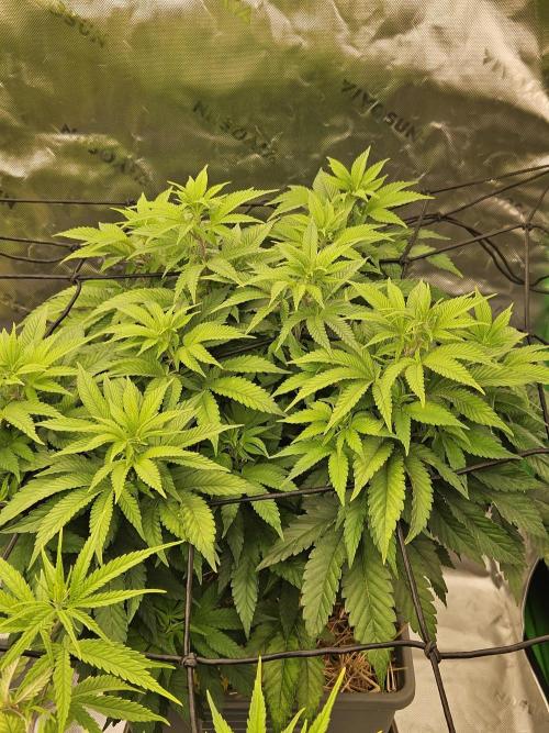 Candy Clouds - Nordkraut. Week 9