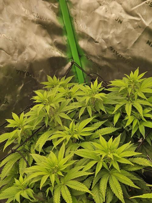 Candy Clouds - Nordkraut. Week 9