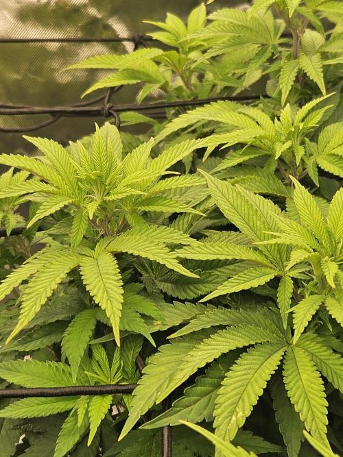 Candy Clouds - Nordkraut. Week 9