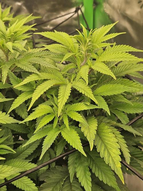 Candy Clouds - Nordkraut. Week 9