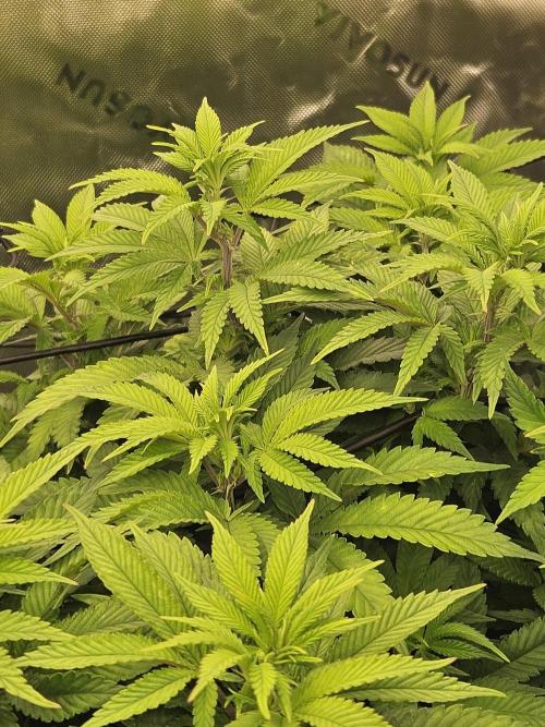 Candy Clouds - Nordkraut. Week 9