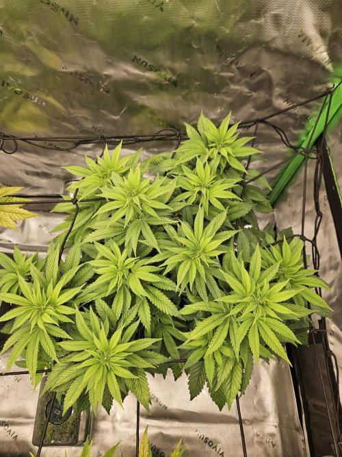 Candy Clouds - Nordkraut. Week 9