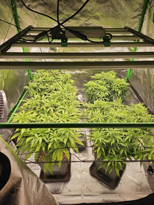 Midnight Lemonade - HNNY HMP. Week 8