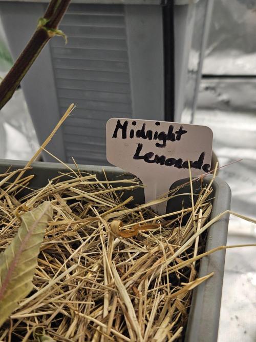 Midnight Lemonade - HNNY HMP. Week 8