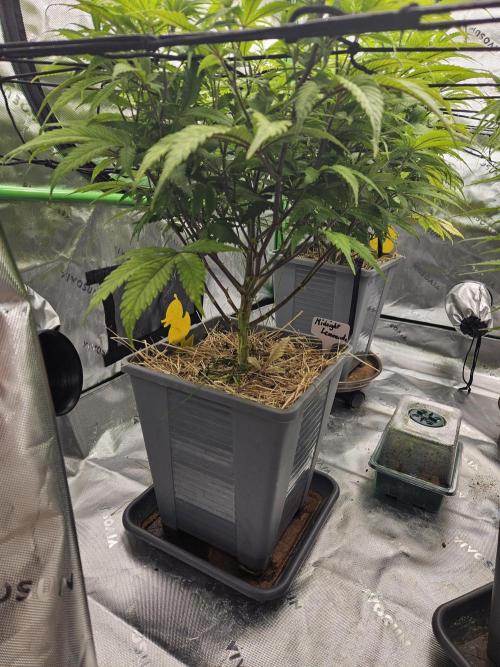 Midnight Lemonade - HNNY HMP. Week 8