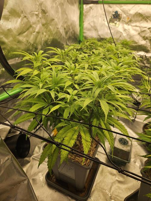 Midnight Lemonade - HNNY HMP. Week 8