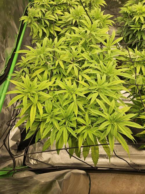 Midnight Lemonade - HNNY HMP. Week 8