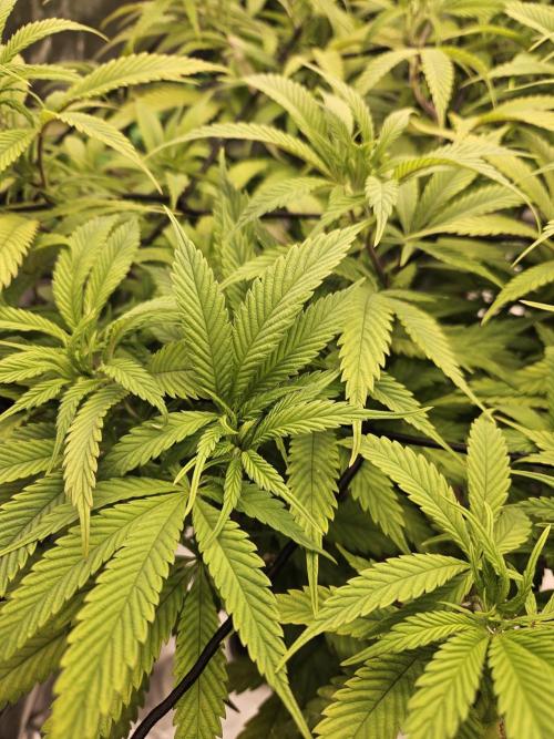 Midnight Lemonade - HNNY HMP. Week 8