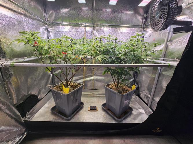 Gas Gimlet #1 & #2 - Wizard Trees. Week 10