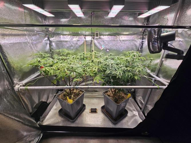 Gas Gimlet #1 & #2 - Wizard Trees. Week 10