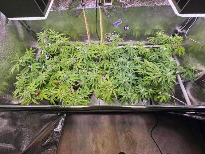 Gas Gimlet #1 & #2 - Wizard Trees. Week 10