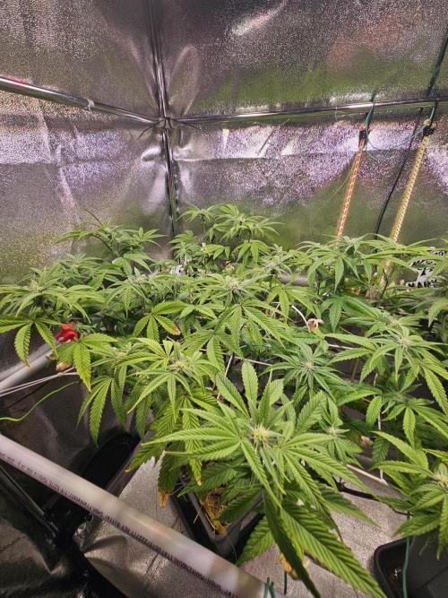 Gas Gimlet #1 & #2 - Wizard Trees. Week 10